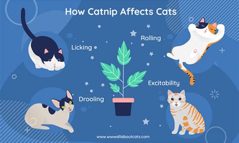 What Does Catnip Do To Cats & Why Cats Like It? - Cats.com