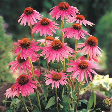 Gurneys Herb Echinacea 100 Seed Packet 64606 The Home Depot