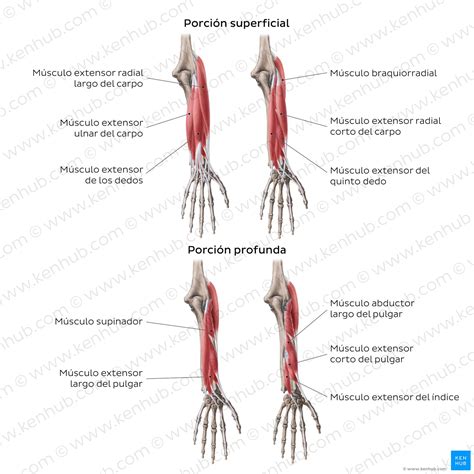 M Sculos Del Antebrazo Grupos Inserciones Funciones Kenhub