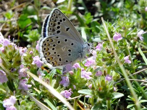 Borboleta Insetos Borboletas Foto Gratuita No Pixabay Pixabay