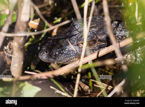 Wild Baby Alligators Staying Warm In The Sun In Everglades National