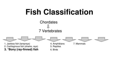 PPT - Fish Classification PowerPoint Presentation, free download - ID:2717088