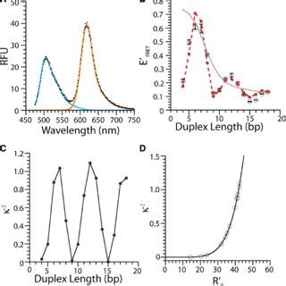 FRET efficiency as a function of duplex length. (A) FRET signal ...