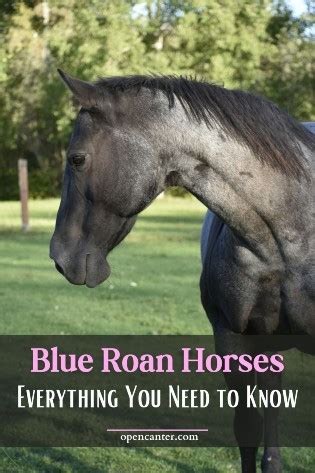 Blue Roan Horse 101 – Everything You Need To Know