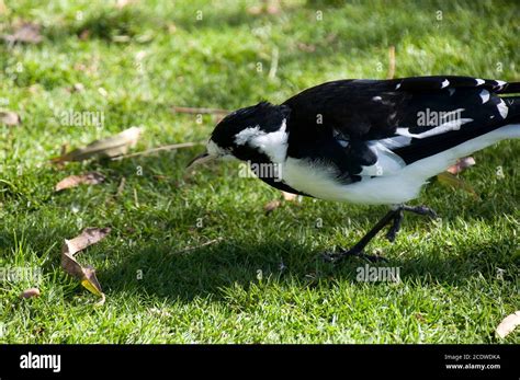 Sydney Australia Grallina Cyanoleuca Or Magpie Lark In Garden Stock