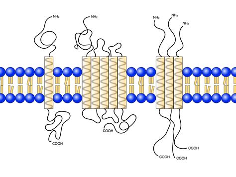 Lipid Protein Interaktionen