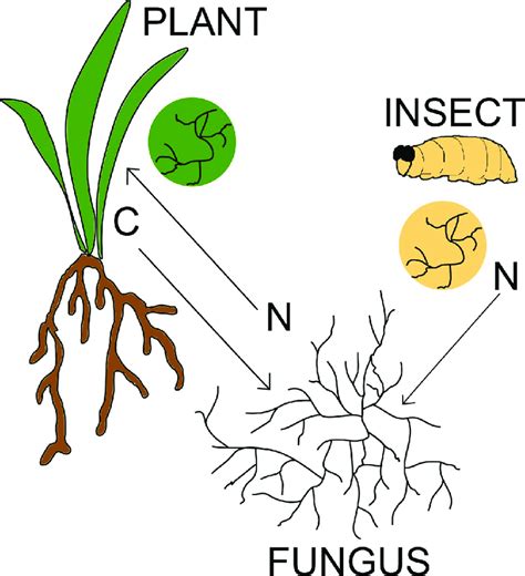 Model Of Fungal Mediated Nutrient Transfer In Tripartite Interactions