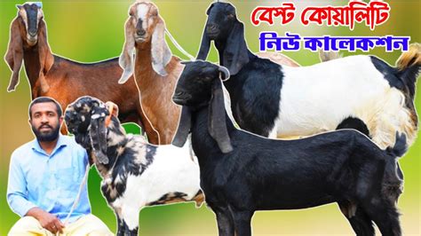 নাটোরের সজল ভাই এর খামার উপযোগী ছাগল কালেকশন দর দাম জানুন ক্রস ছাগলের Goat Farm Youtube