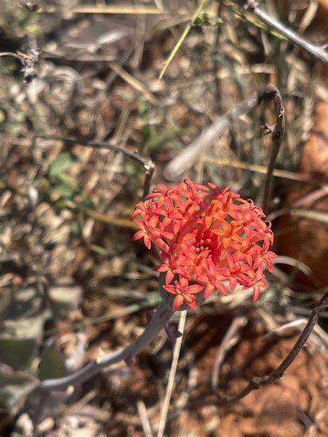 Coral Ragwort From Penge Fetakgomo Tubatse LP ZA On August 9 2023