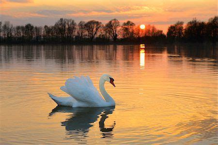 Mute Swan Cygnus Olor On Lake At Sunset Hesse Germany Europe Stock