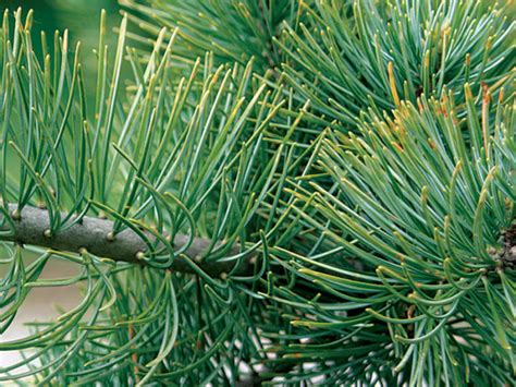 Fir vs. Spruce vs. Pine: How to Tell Them Apart - Fine Gardening