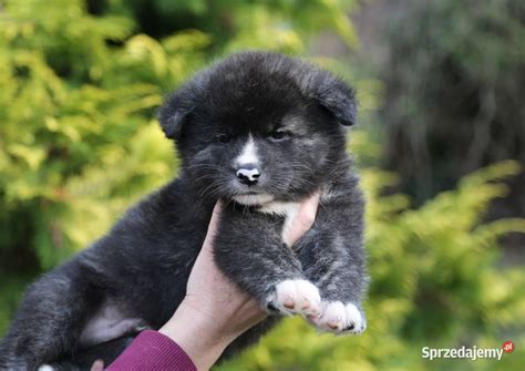 Akita Inu Japo Ska Pr Gowane Szczeni Po Meiyosho Wroc Aw