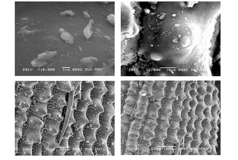 Sem Micrographs Of The Carbonized Rice Husk Download Scientific Diagram