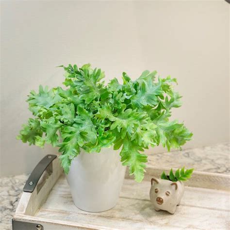 10 Small Houseplants Perfect for Tight Spaces | Garden Design