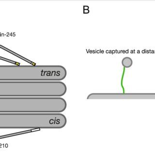 Mapping The Vesicle Capturing Activities Of Gmap A Schematic