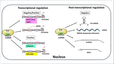 Nuclear MiRNAs Gene Regulation Activities V1 Preprints Org