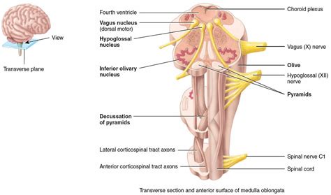 Medulla oblongata anatomy, function, location & medulla oblongata damage