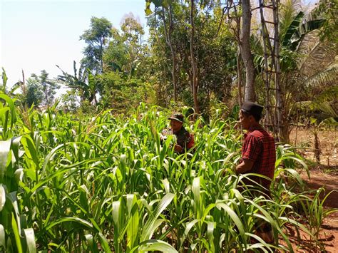 Upaya Cegah Hama Babinsa Dan Petani Cek Tanaman Jagung Silase Java