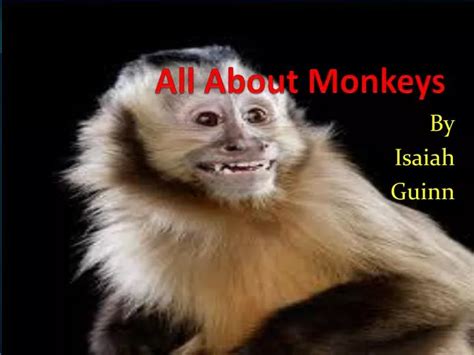 Ppt All About Monkeys Powerpoint Presentation Free Download Id2010416