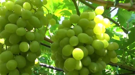 Рататуй и Алвика - обзор винограда во дворе на беседке. - YouTube