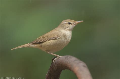 Blyth's Reed-Warbler - song / call / voice / sound.