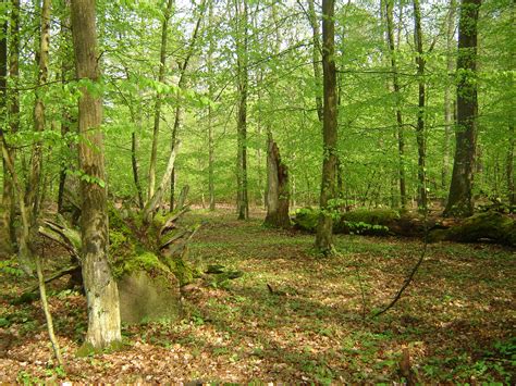 Широколистный лес (Большое количество фото) - treepics.ru