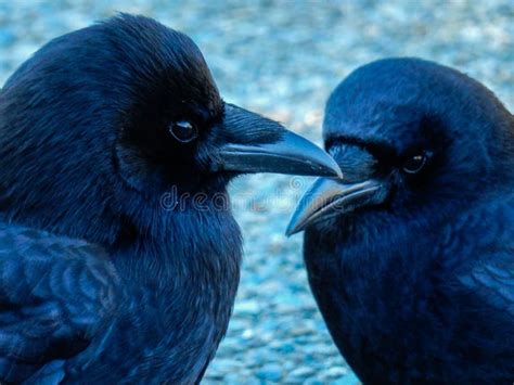 Love Crows Stock Image Image Of Beaks Together Togetherness 4839965