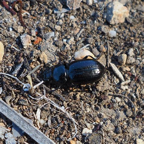 Water Rove Scarab Long Horned Leaf And Snout Beetles From Henry