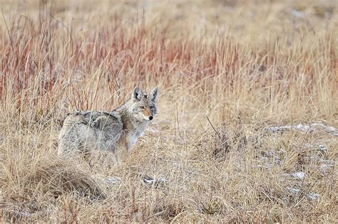 Wiley Coyote Photograph by Ed Stokes - Fine Art America