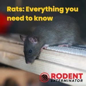 Rats Everything You Need To Know Rodent Exterminator Los Angeles