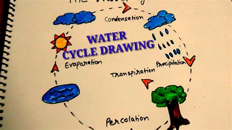 [DIAGRAM] Diagrams Of Water Cycle For Kids - MYDIAGRAM.ONLINE