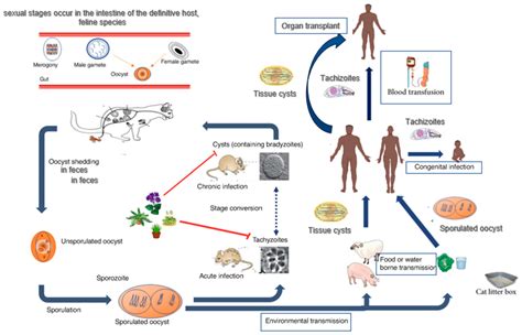 Microorganisms Free Full Text Risk Factors Associated With Toxoplasma Gondii In Patients