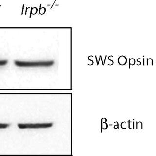 Cone Opsin Expression In Irbp And WT Mice At 3 And 10 Weeks Of Age