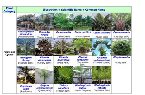 Landscape In Uae And Pakistan Uae Common Landscape Plants