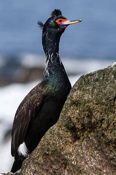 Red Faced Cormorant Fotos Banco De Fotos E Imágenes De Stock Istock