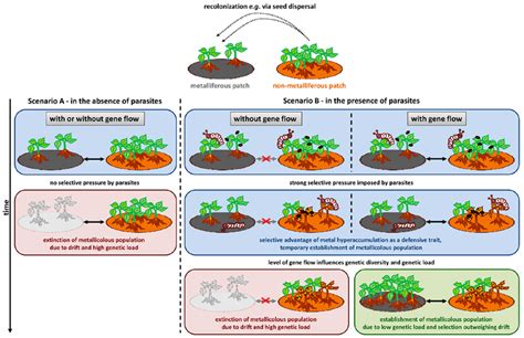 Schematic Representation Of A Possible Scenario For The Evolution Of