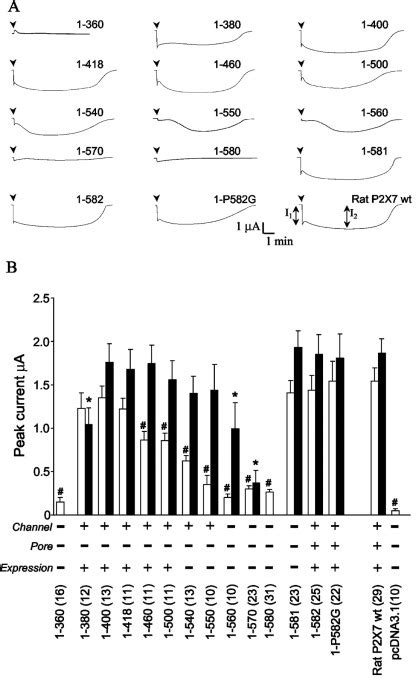 P2x7 Receptor Cell Surface Expression And Cytolytic Pore Formation Are