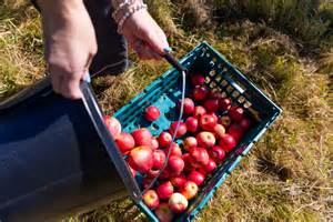From Kent to London: How surplus farm food feeds London’s most