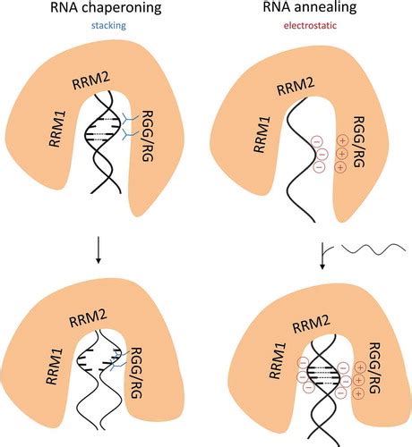 Full Article The Rgg Rg Motif Of Auf Isoform P Is A Key Modulator