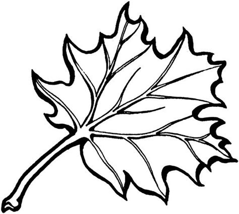 Oak Leaf Drawing Template At Getdrawings Free Download