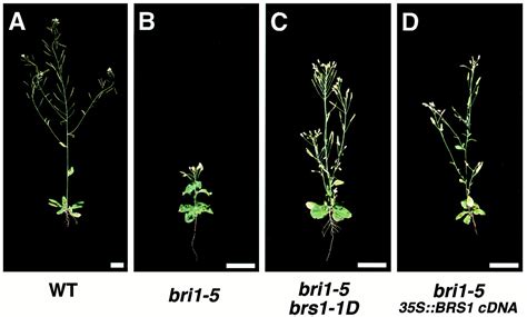 BRS1, a serine carboxypeptidase, regulates BRI1 signaling in ...