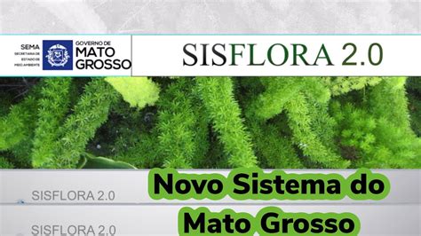 Detalhes Do Novo Sistema De Controle De Produtos Florestais No Mato