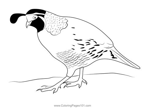 California Quail Coloring Page