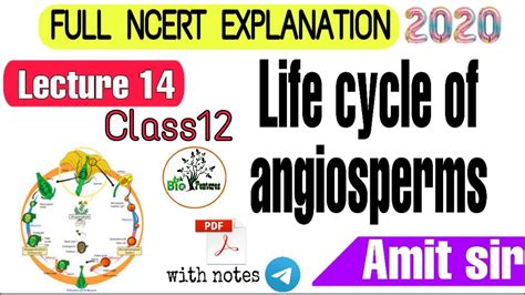 Life Cycle Of Angiosperms। Sexual Reproduction In Flowering Plants।class12 Biology Ncert।by Amit