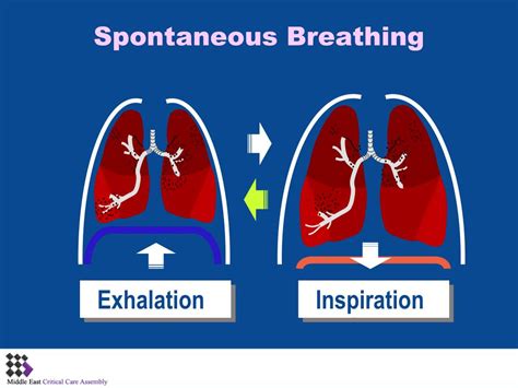 Ppt Basic Pulmonary Mechanics During Mechanical Ventilation