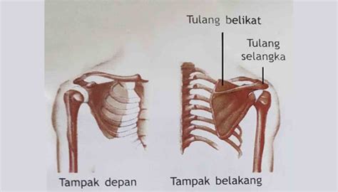 Pengertian Tulang Selangka Bentuk Letak Fungsi Pelekatan Dan