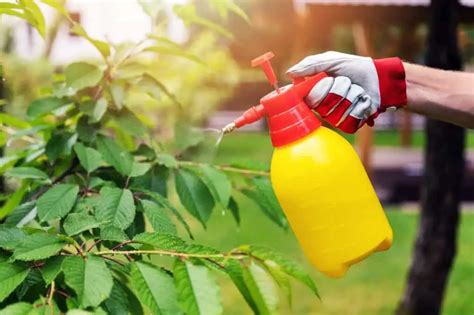 How To Kill Weeds With Natural Homemade Weed Killer Archute