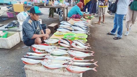 Jelang Idul Adha Harga Ikan Di Tingkat Nelayan Kabupaten Jember Anjlok