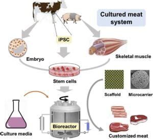 Artificial Meat Production: A New Vision of the Future - ENGLISH ...