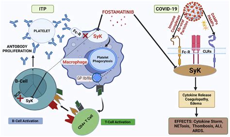 Use And Positioning Of Fostamatinib In The Management Of Primary